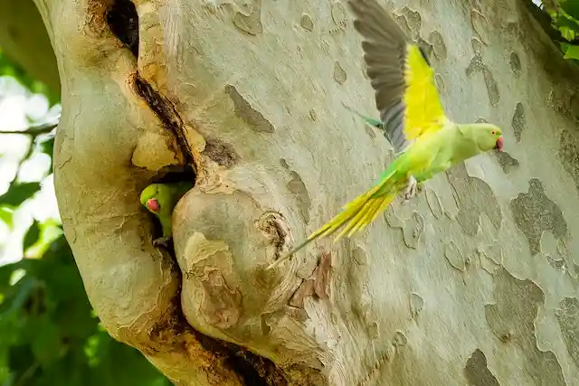 টিয়া পাখির ছবি পাখির ছবি HD পাখির ছবি ডাউনলোড