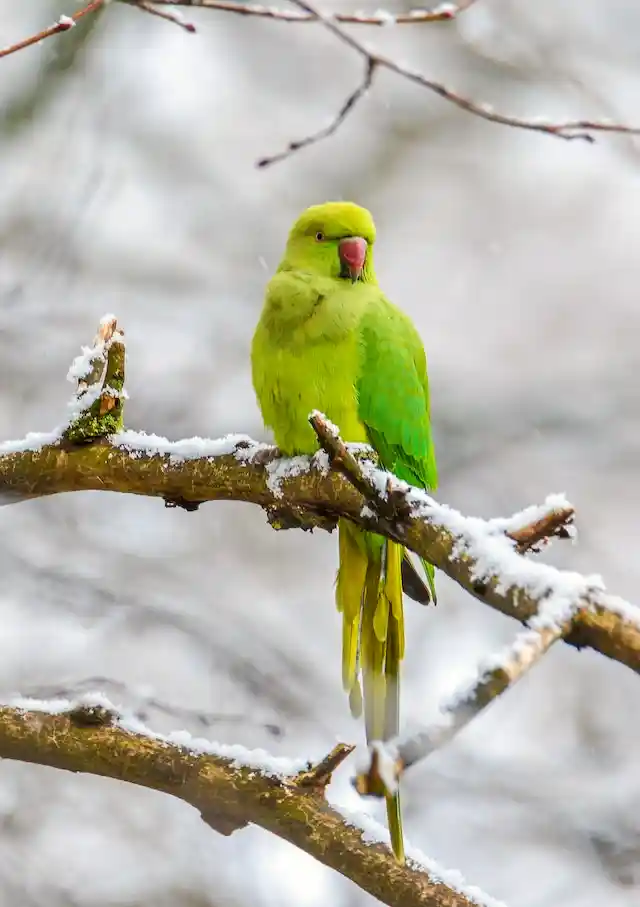 টিয়া পাখির ছবি পাখির ছবি HD পাখির ছবি ডাউনলোড