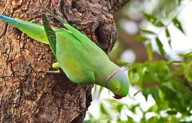 টিয়া পাখির ছবি পাখির ছবি HD পাখির ছবি ডাউনলোড