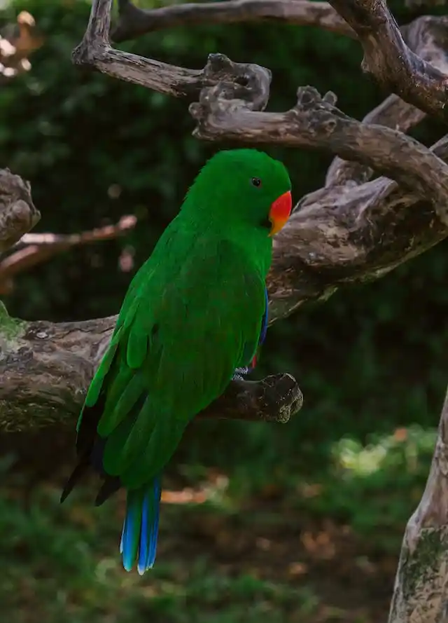 টিয়া পাখির ছবি পাখির ছবি HD পাখির ছবি ডাউনলোড