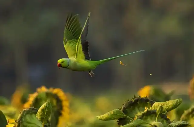 টিয়া পাখির ছবি পাখির ছবি HD পাখির ছবি ডাউনলোড