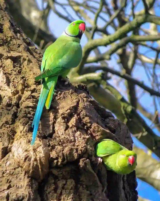 টিয়া পাখির ছবি পাখির ছবি HD পাখির ছবি ডাউনলোড