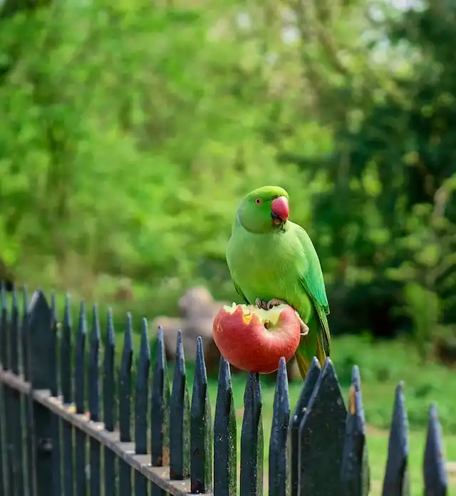 টিয়া পাখির ছবি পাখির ছবি HD পাখির ছবি ডাউনলোড