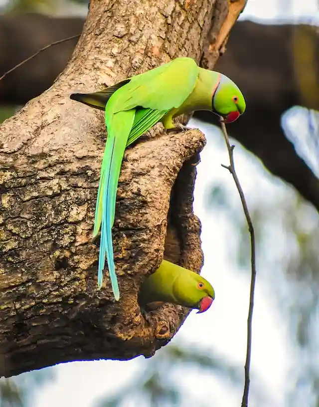 টিয়া পাখির ছবি পাখির ছবি HD পাখির ছবি ডাউনলোড