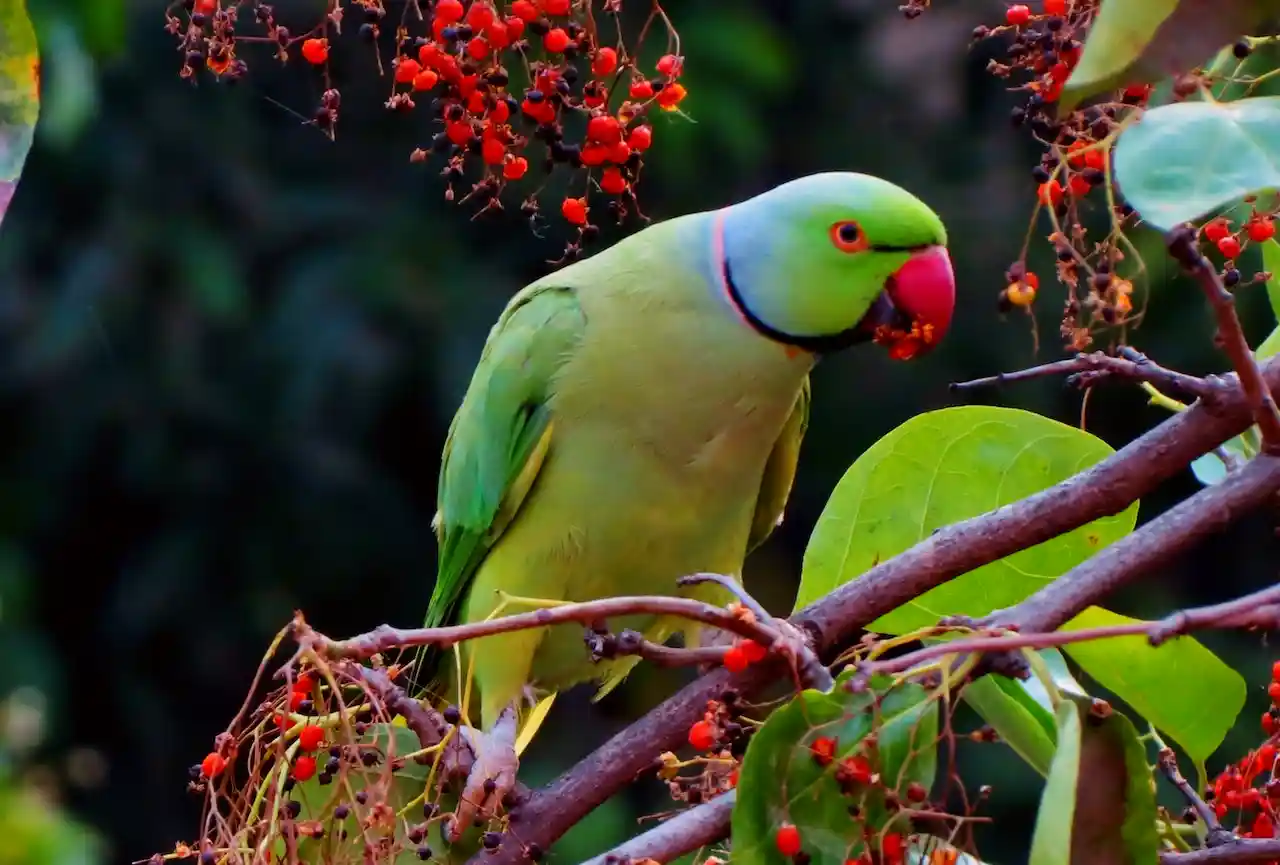 টিয়া পাখির ছবি * পাখির ছবি HD * পাখির ছবি ডাউনলোড