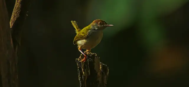 250+ বিভিন্ন পাখির ছবি / বিভিন্ন ধরনের পাখির ছবি ডাউনলোড