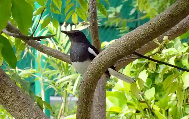 দোয়েল পাখির ছবি ডাউনলোড / পাখির পিকচার / দোয়ের পাখির ফটো