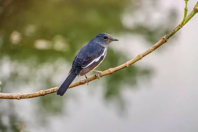 দোয়েল পাখির ছবি ডাউনলোড / পাখির পিকচার / দোয়ের পাখির ফটো