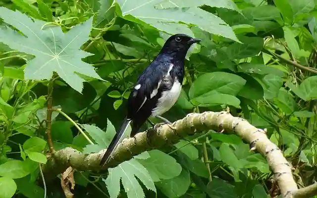 দোয়েল পাখির ছবি ডাউনলোড / পাখির পিকচার / দোয়ের পাখির ফটো