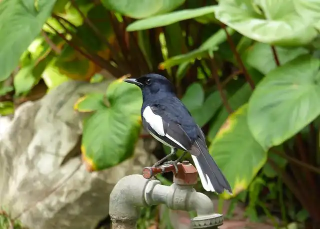 দোয়েল পাখির ছবি ডাউনলোড / পাখির পিকচার / দোয়ের পাখির ফটো