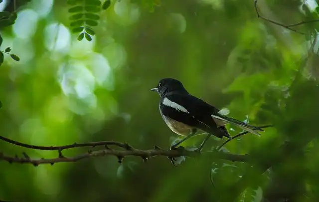 দোয়েল পাখির ছবি ডাউনলোড / পাখির পিকচার / দোয়ের পাখির ফটো