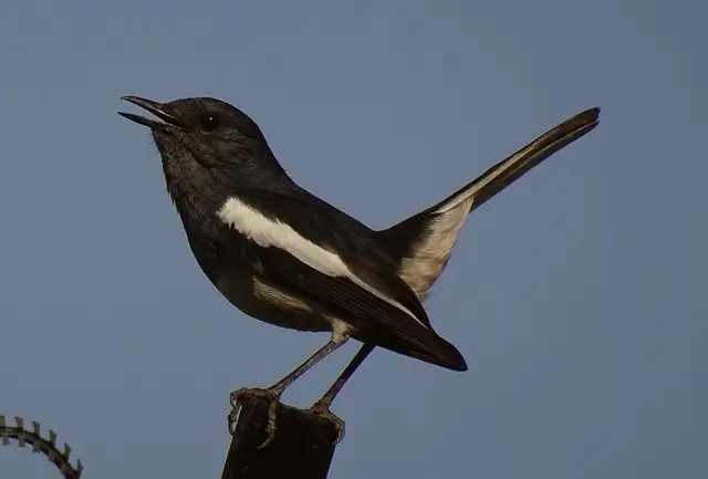 দোয়েল পাখির ছবি ডাউনলোড / পাখির পিকচার / দোয়ের পাখির ফটো