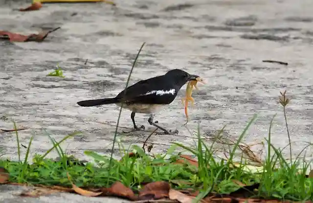 দোয়েল পাখির ছবি ডাউনলোড / পাখির পিকচার / দোয়ের পাখির ফটো