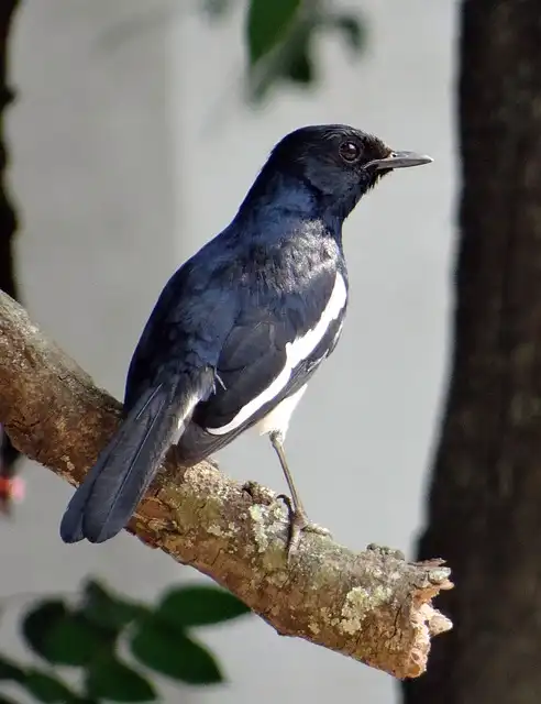 দোয়েল পাখির ছবি ডাউনলোড / পাখির পিকচার / দোয়ের পাখির ফটো