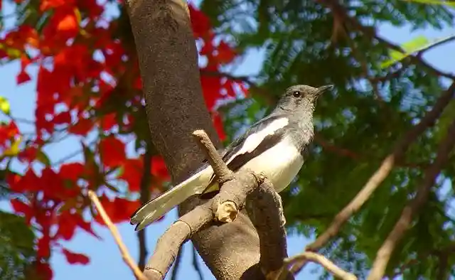 দোয়েল পাখির ছবি ডাউনলোড / পাখির পিকচার / দোয়ের পাখির ফটো