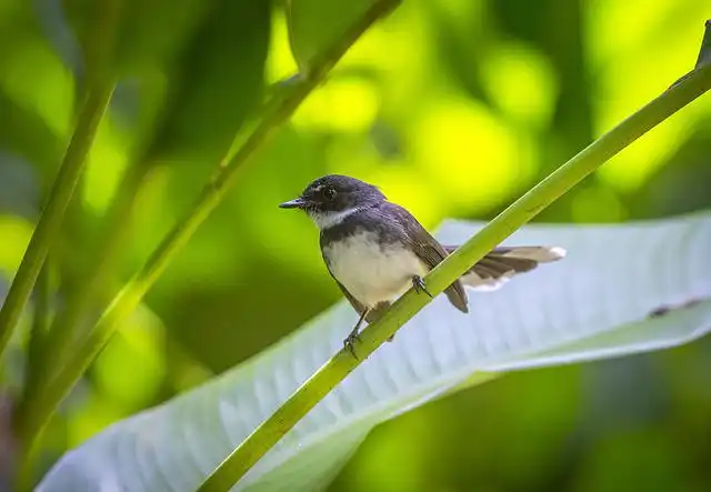 দোয়েল পাখির ছবি ডাউনলোড / পাখির পিকচার / দোয়ের পাখির ফটো