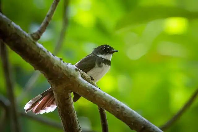 দোয়েল পাখির ছবি ডাউনলোড / পাখির পিকচার / দোয়ের পাখির ফটো