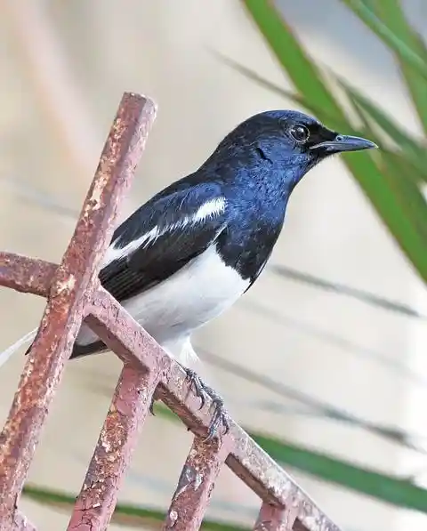 দোয়েল পাখির ছবি ডাউনলোড / পাখির পিকচার / দোয়ের পাখির ফটো