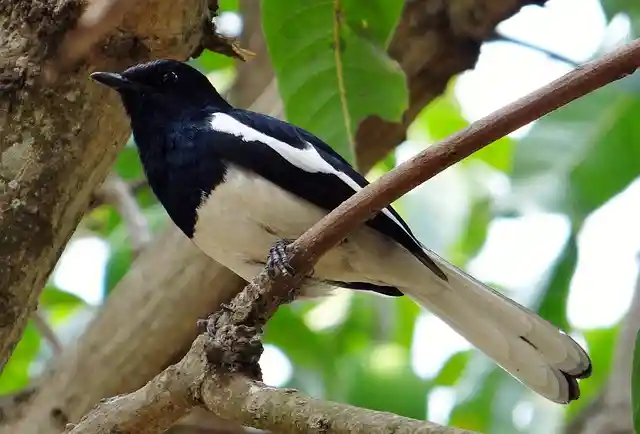 দোয়েল পাখির ছবি ডাউনলোড / পাখির পিকচার / দোয়ের পাখির ফটো