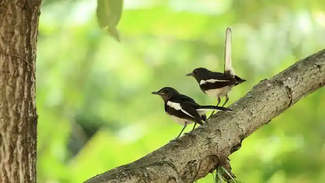 দোয়েল পাখির ছবি ডাউনলোড / পাখির পিকচার / দোয়ের পাখির ফটো