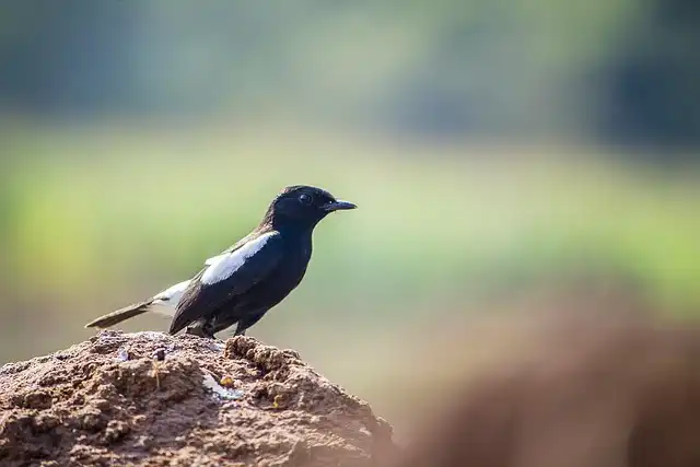 দোয়েল পাখির ছবি ডাউনলোড / পাখির পিকচার / দোয়ের পাখির ফটো