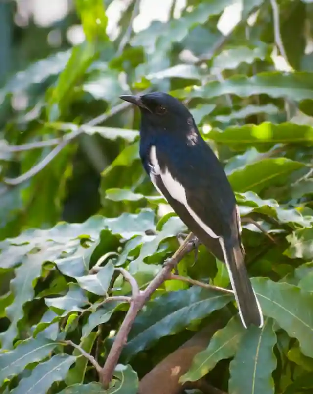 দোয়েল পাখির ছবি ডাউনলোড / পাখির পিকচার / দোয়ের পাখির ফটো