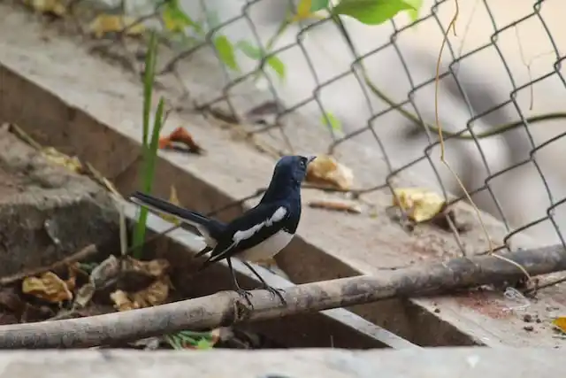 দোয়েল পাখির ছবি ডাউনলোড / পাখির পিকচার / দোয়ের পাখির ফটো