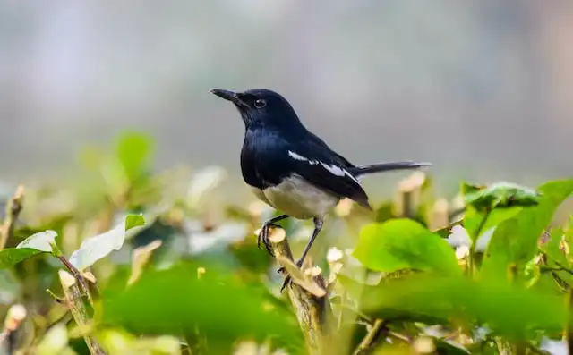 দোয়েল পাখির ছবি ডাউনলোড / পাখির পিকচার / দোয়ের পাখির ফটো