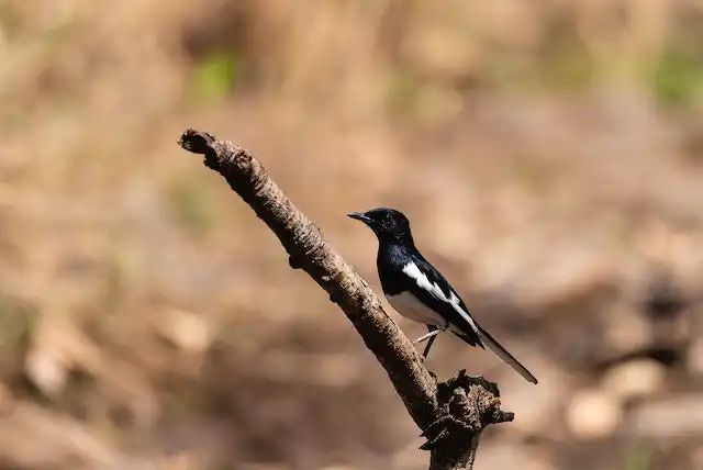 দোয়েল পাখির ছবি ডাউনলোড / পাখির পিকচার / দোয়ের পাখির ফটো