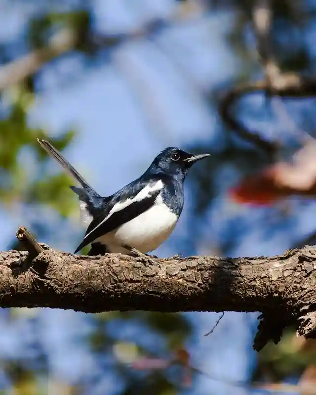 দোয়েল পাখির ছবি ডাউনলোড / পাখির পিকচার / দোয়ের পাখির ফটো