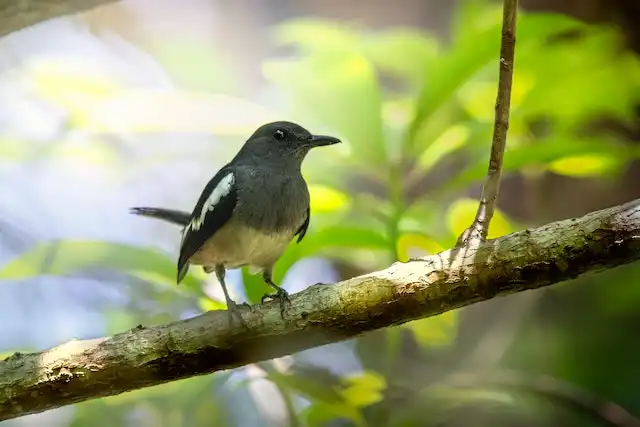 দোয়েল পাখির ছবি ডাউনলোড / পাখির পিকচার / দোয়ের পাখির ফটো