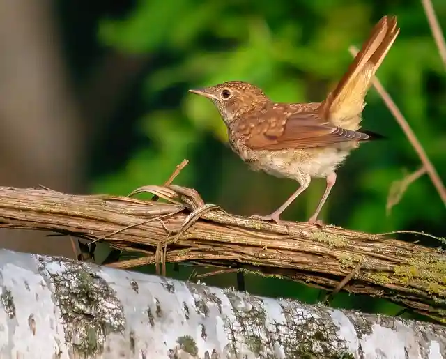 250+ বিভিন্ন পাখির ছবি / বিভিন্ন ধরনের পাখির ছবি ডাউনলোড