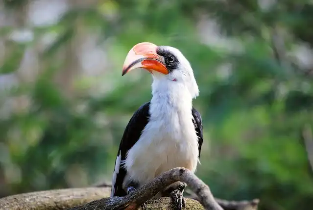 250+ বিভিন্ন পাখির ছবি / বিভিন্ন ধরনের পাখির ছবি ডাউনলোড