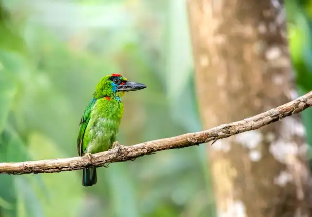 250+ বিভিন্ন পাখির ছবি / বিভিন্ন ধরনের পাখির ছবি ডাউনলোড