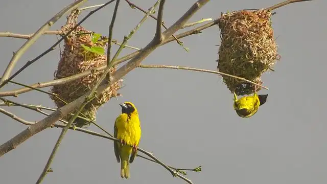 250+ বিভিন্ন পাখির ছবি / বিভিন্ন ধরনের পাখির ছবি ডাউনলোড