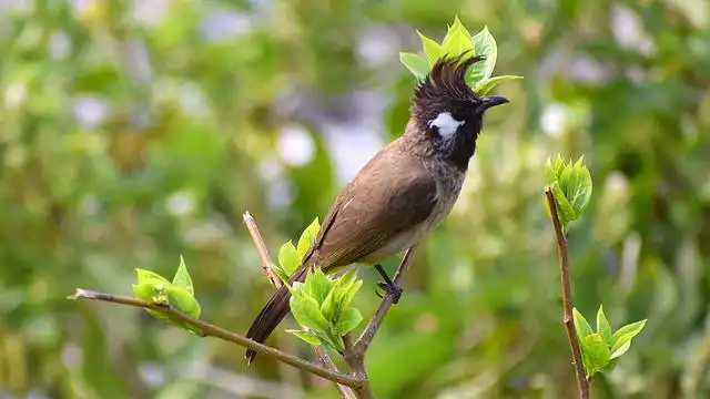 250+ বিভিন্ন পাখির ছবি / বিভিন্ন ধরনের পাখির ছবি ডাউনলোড