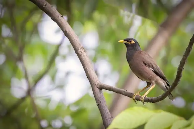 ময়না পাখির ছবি ডাউনলোড / ময়না পাখির পিকচার