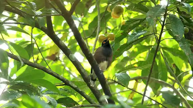 ময়না পাখির ছবি ডাউনলোড / ময়না পাখির পিকচার