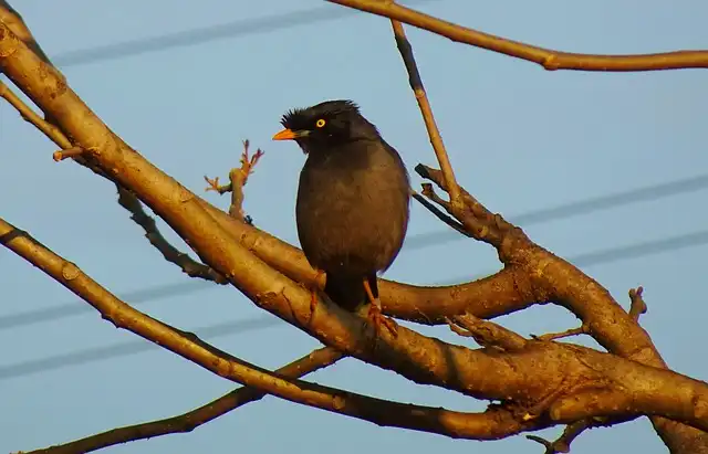 ময়না পাখির ছবি ডাউনলোড / ময়না পাখির পিকচার