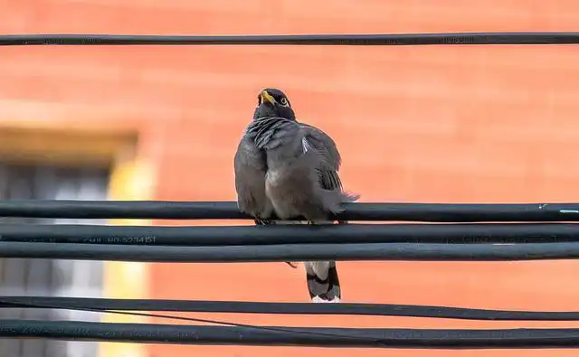 ময়না পাখির ছবি ডাউনলোড / ময়না পাখির পিকচার