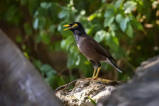 ময়না পাখির ছবি ডাউনলোড / ময়না পাখির পিকচার