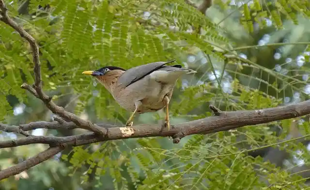 ময়না পাখির ছবি ডাউনলোড / ময়না পাখির পিকচার