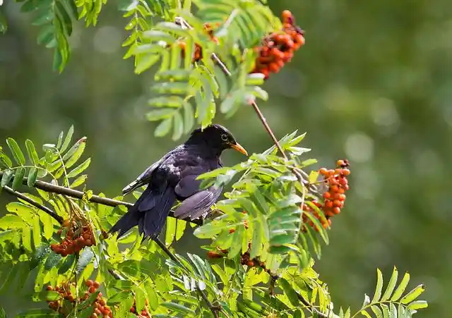 ময়না পাখির ছবি ডাউনলোড / ময়না পাখির পিকচার