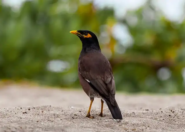 ময়না পাখির ছবি ডাউনলোড / ময়না পাখির পিকচার