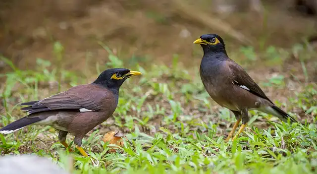 ময়না পাখির ছবি ডাউনলোড / ময়না পাখির পিকচার