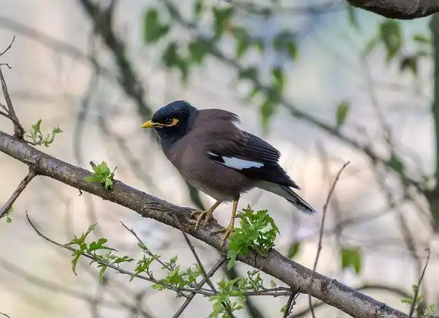 ময়না পাখির ছবি ডাউনলোড / ময়না পাখির পিকচার