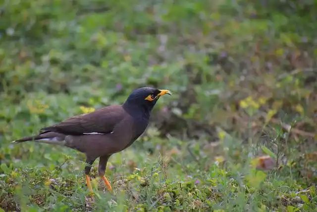 ময়না পাখির ছবি ডাউনলোড / ময়না পাখির পিকচার