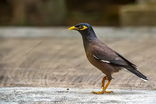 ময়না পাখির ছবি ডাউনলোড / ময়না পাখির পিকচার