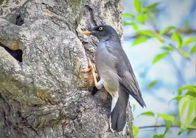 ময়না পাখির ছবি ডাউনলোড / ময়না পাখির পিকচার