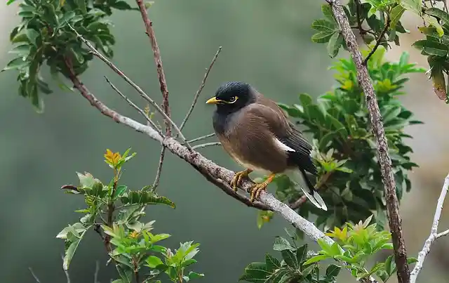 ময়না পাখির ছবি ডাউনলোড / ময়না পাখির পিকচার